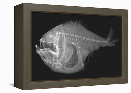 Tropical Hatchetfish-Sandra J. Raredon-Framed Stretched Canvas