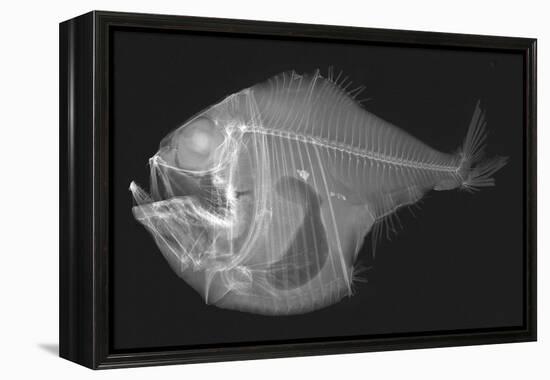 Tropical Hatchetfish-Sandra J. Raredon-Framed Stretched Canvas