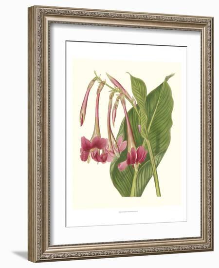 Tropical Indian Reed-Samuel Curtis-Framed Art Print