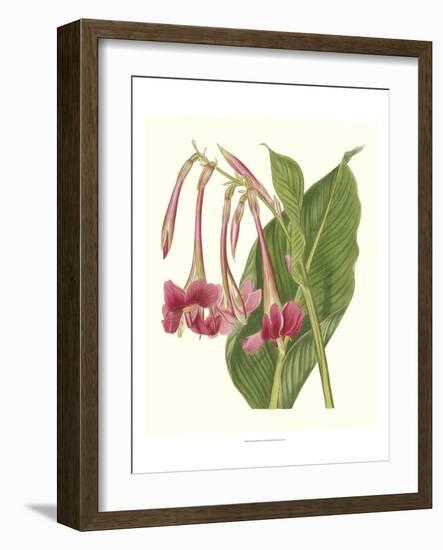 Tropical Indian Reed-Samuel Curtis-Framed Art Print