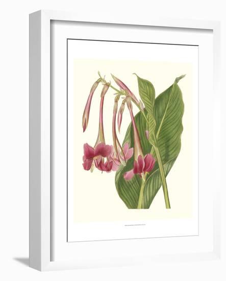 Tropical Indian Reed-Samuel Curtis-Framed Art Print