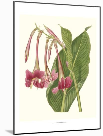 Tropical Indian Reed-Samuel Curtis-Mounted Art Print