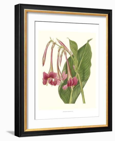 Tropical Indian Reed-Samuel Curtis-Framed Art Print