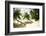 Tropical Island Beach with Hammock at Matangi Island Resort, Vanua Levu, Fiji, Pacific-Louise Murray-Framed Photographic Print