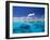 Tropical Island Surrounded by Lagoon, Maldives, Indian Ocean-Papadopoulos Sakis-Framed Photographic Print