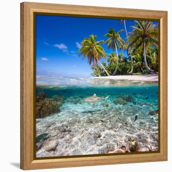 Tropical Island under and Above Water-Blueorangestudio-Framed Premier Image Canvas