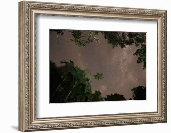 Tropical jungle foliage in Sao Paulos Ubatuba region at night-Alex Saberi-Framed Photographic Print