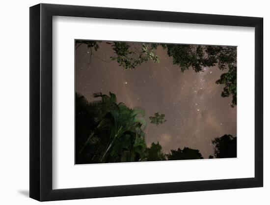 Tropical jungle foliage in Sao Paulos Ubatuba region at night-Alex Saberi-Framed Photographic Print