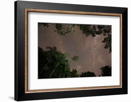 Tropical jungle foliage in Sao Paulos Ubatuba region at night-Alex Saberi-Framed Photographic Print