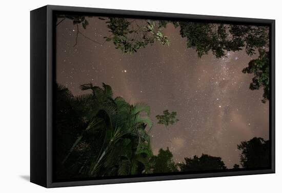 Tropical jungle foliage in Sao Paulos Ubatuba region at night-Alex Saberi-Framed Premier Image Canvas