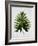 Tropical Leaf 2-LILA X LOLA-Framed Art Print