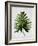 Tropical Leaf 2-LILA X LOLA-Framed Art Print