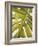 Tropical Leaf I-Patricia Pinto-Framed Art Print