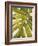 Tropical Leaf I-Patricia Pinto-Framed Art Print