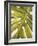 Tropical Leaf I-Patricia Pinto-Framed Art Print