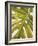 Tropical Leaf I-Patricia Pinto-Framed Art Print