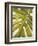 Tropical Leaf I-Patricia Pinto-Framed Premium Giclee Print