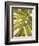 Tropical Leaf I-Patricia Pinto-Framed Premium Giclee Print