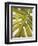 Tropical Leaf I-Patricia Pinto-Framed Premium Giclee Print