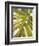 Tropical Leaf I-Patricia Pinto-Framed Premium Giclee Print