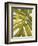 Tropical Leaf I-Patricia Pinto-Framed Premium Giclee Print