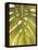 Tropical Leaf II-Patricia Pinto-Framed Stretched Canvas