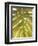 Tropical Leaf II-Patricia Pinto-Framed Art Print