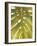 Tropical Leaf II-Patricia Pinto-Framed Art Print