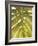 Tropical Leaf II-Patricia Pinto-Framed Art Print