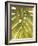 Tropical Leaf II-Patricia Pinto-Framed Art Print