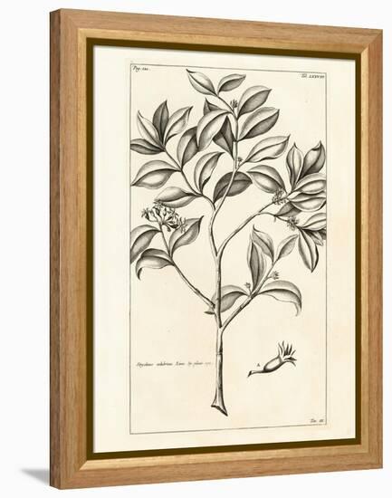 Tropical Leaf Study I-Hugo Wild-Framed Stretched Canvas