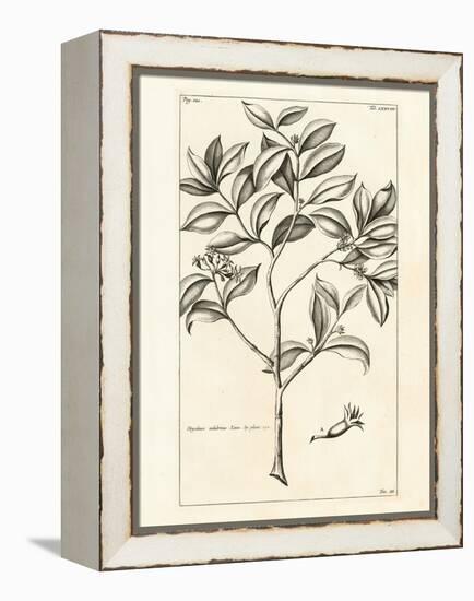 Tropical Leaf Study I-Hugo Wild-Framed Stretched Canvas