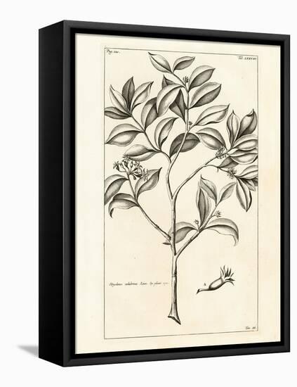 Tropical Leaf Study I-Hugo Wild-Framed Stretched Canvas