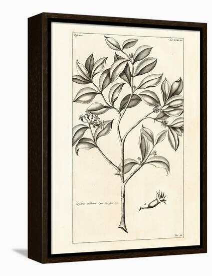 Tropical Leaf Study I-Hugo Wild-Framed Stretched Canvas