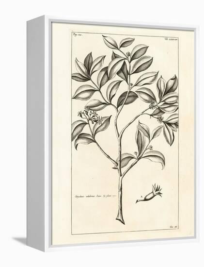 Tropical Leaf Study I-Hugo Wild-Framed Stretched Canvas