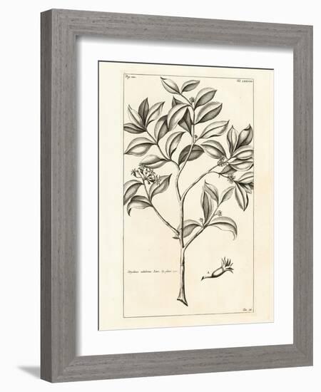 Tropical Leaf Study I-Hugo Wild-Framed Art Print
