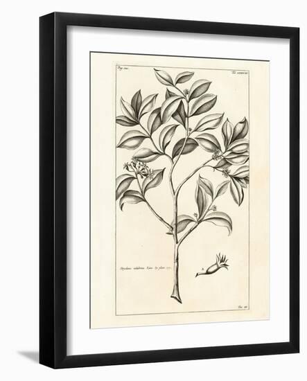 Tropical Leaf Study I-Hugo Wild-Framed Art Print