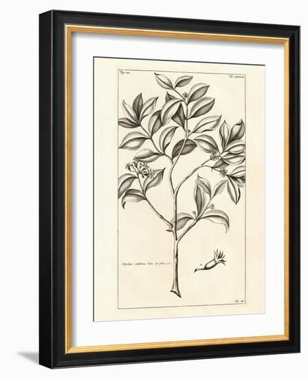 Tropical Leaf Study I-Hugo Wild-Framed Art Print