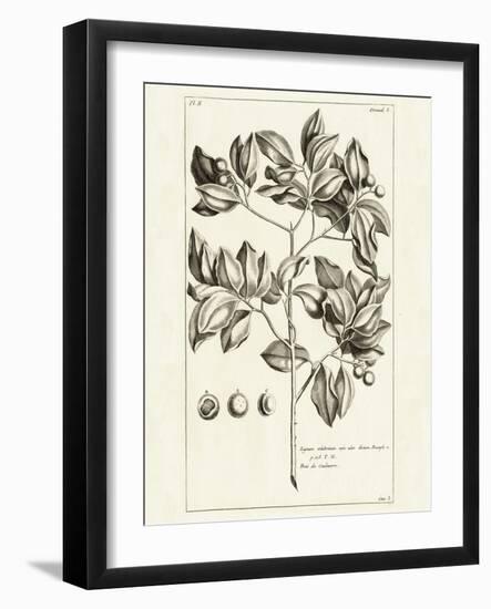 Tropical Leaf Study II-Wild Apple Portfolio-Framed Art Print