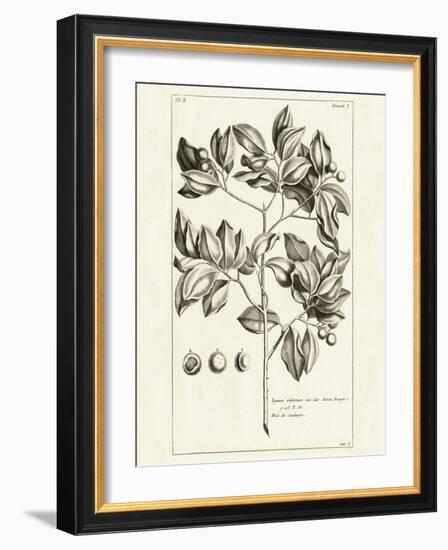 Tropical Leaf Study II-Wild Apple Portfolio-Framed Art Print