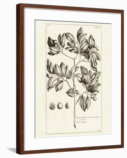 Tropical Leaf Study II-Wild Apple Portfolio-Framed Art Print