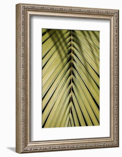 Tropical Leaf-Henrike Schenk-Framed Photographic Print