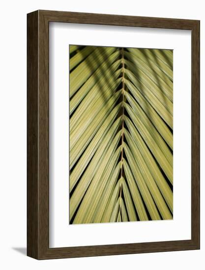 Tropical Leaf-Henrike Schenk-Framed Photographic Print