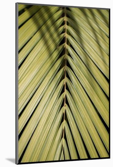Tropical Leaf-Henrike Schenk-Mounted Photographic Print