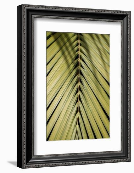 Tropical Leaf-Henrike Schenk-Framed Photographic Print