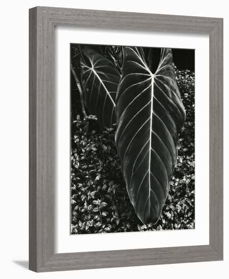 Tropical Leaves, 1944-Brett Weston-Framed Photographic Print