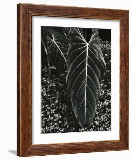 Tropical Leaves, 1944-Brett Weston-Framed Photographic Print