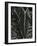 Tropical Leaves, 1944-Brett Weston-Framed Photographic Print