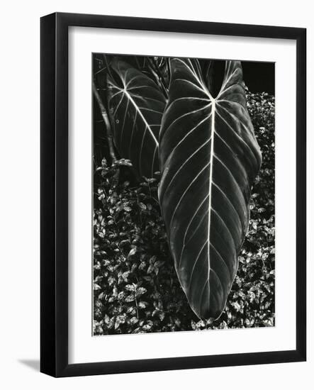 Tropical Leaves, 1944-Brett Weston-Framed Photographic Print