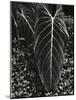 Tropical Leaves, 1944-Brett Weston-Mounted Photographic Print